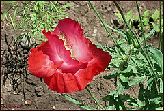 photo "***"