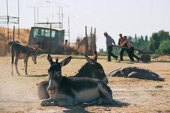 фото "Забастовка"