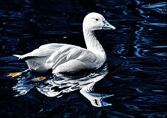 photo "***"