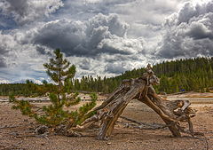 photo "Yellowstone tale"