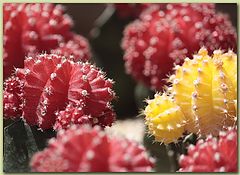 photo "that can be more beautiful cactus"