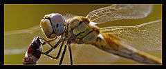фото "Dragonfly reloaded..."