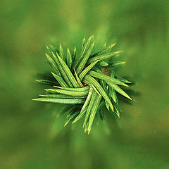 photo "young spruce from a height of 10 centimeters"