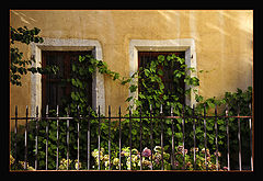 photo "Old Windows"