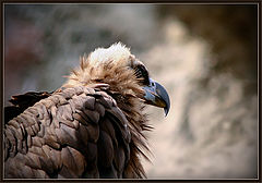 photo "guard"
