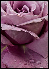 photo "***"