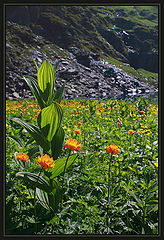 фото "*"