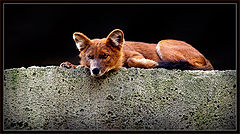 photo "observer"