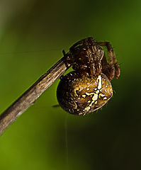 photo "Timid spider :-)"