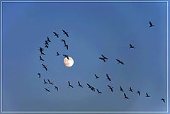 photo "In the maelstrom of the moon"