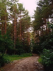 фото "Зачарованный лес"