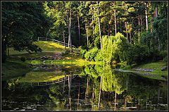 photo "The sun in the green world"
