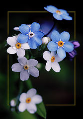 photo "***"