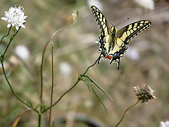 фото "Papilio machaon"