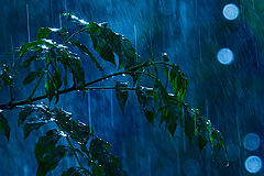 photo "Summer rain"