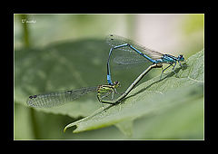 photo "***"
