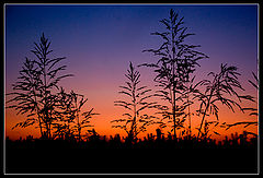 photo "***"