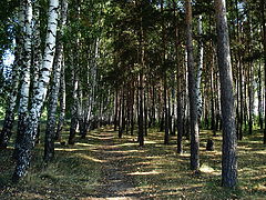 photo "Path"