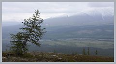 фото "Лиственница на склоне"
