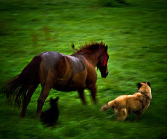 photo "***"