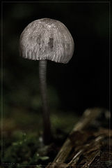 photo "Loneliness"
