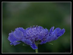 фото "Scabiosa caucasica 'Nachfalter'"