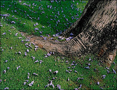 photo "In Our Park."
