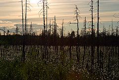 photo "there on unknown paths..."