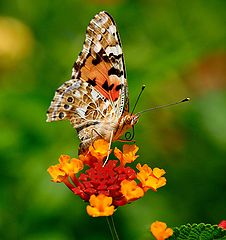 photo "Сynthia Cardui"