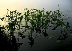 photo "***"