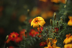 photo "***"