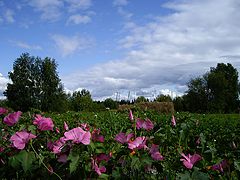 photo "Summer colours"