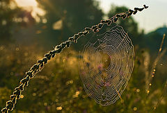 photo "***"
