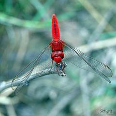 фото "DRAGON FLY"