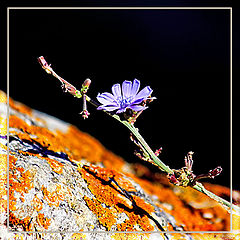 photo "Wild chicory"