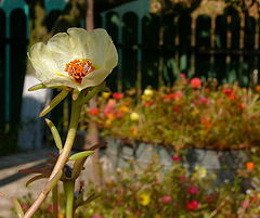 фото "Gentleness"