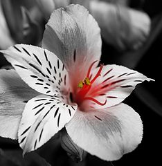 photo "***"
