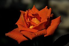 фото "***"