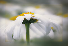 photo "***"