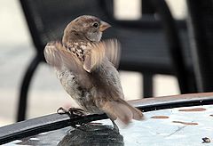 photo "Non-Russian sparrow III in Canada I"