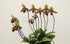 фото "Paphiopedilum William Ward - Orchid."