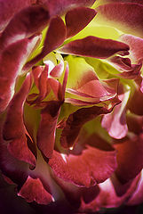 фото "Firestarter"