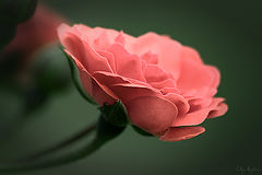 photo "***"