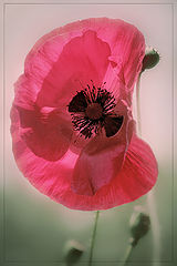 photo "***"