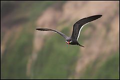 фото "inca tern"