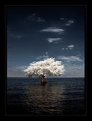 фото "*"