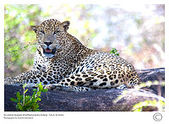 фото "Sri Lankan Leopard"