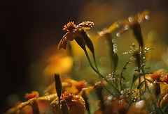 photo "***"