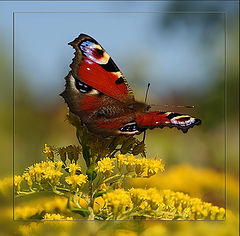 photo "Peacock"