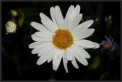 photo "Chamomile"